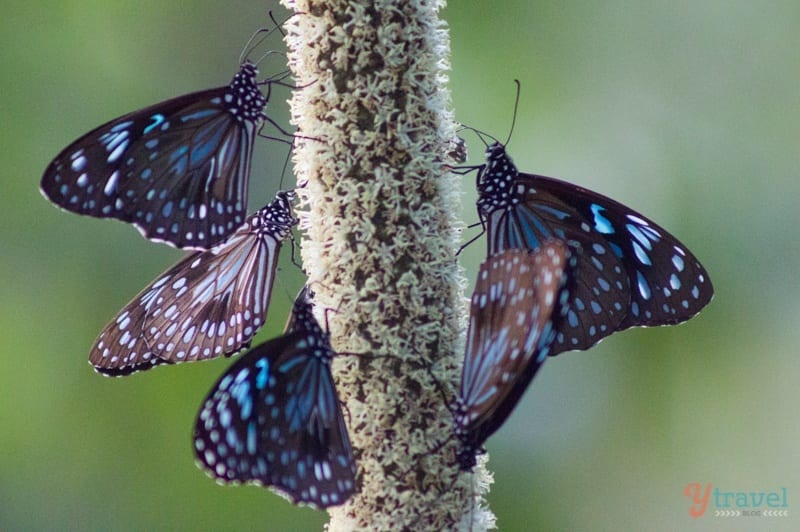 Butterflys in the Town of 1770