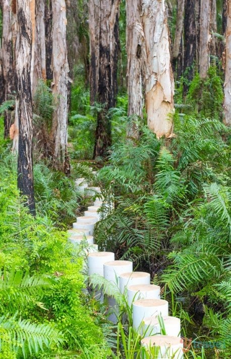 stepping stones through the Paperbark Forest, Agnes Water, Queensland