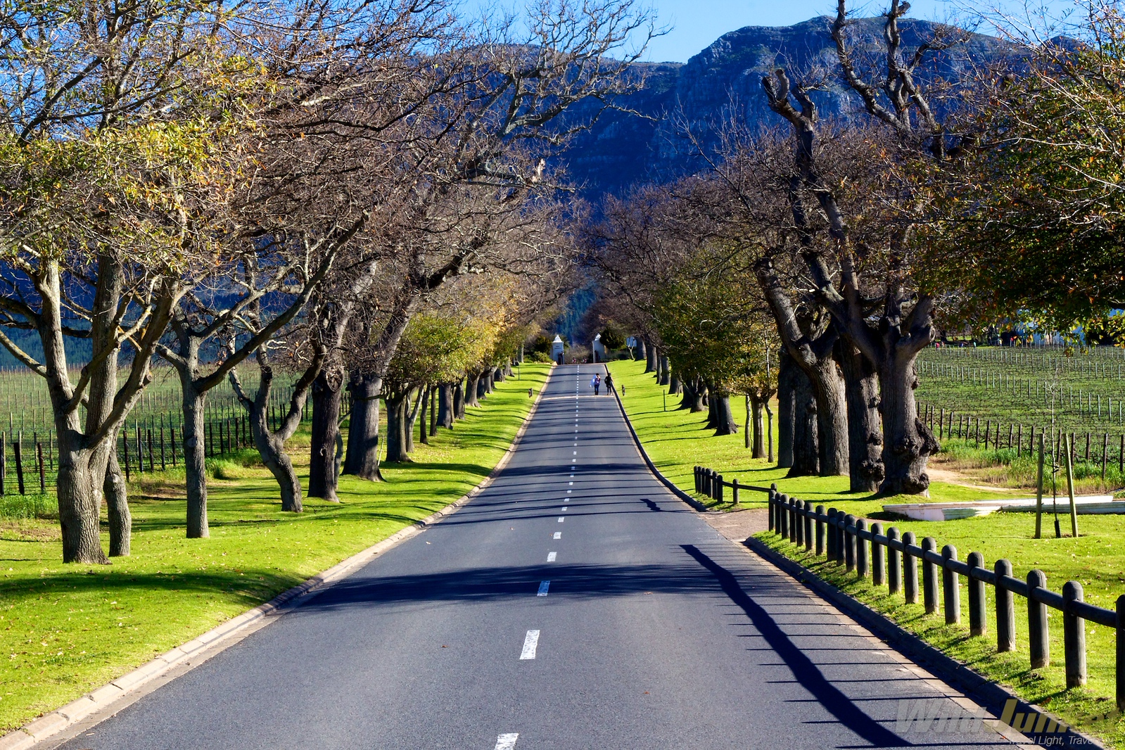 winery and vineyards - trip to south africa
