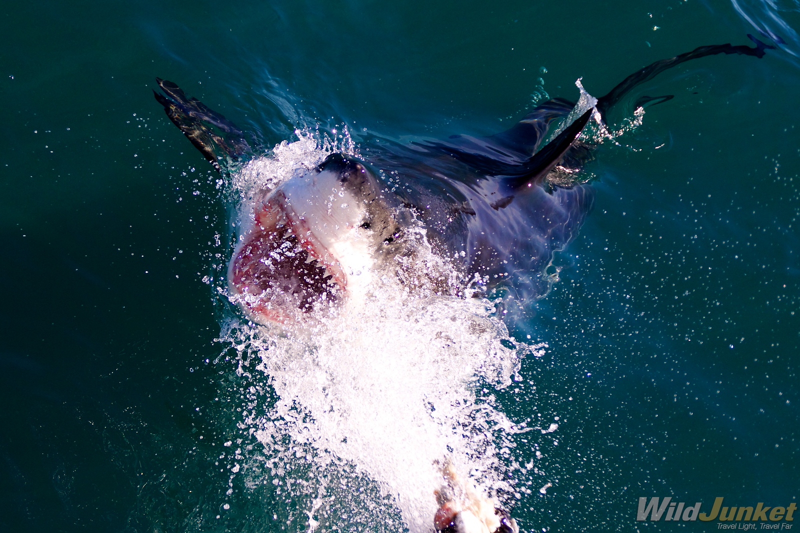 cage shark diving in gaansbaai cape town