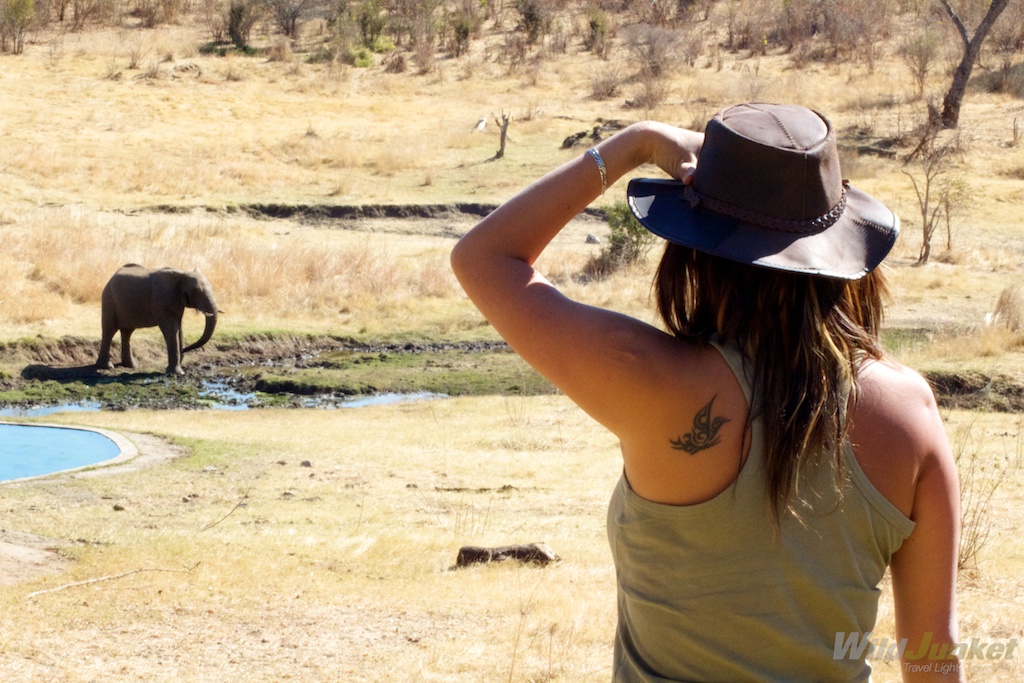 what to know before your first african safari - Wildlife sightings are unpredictable