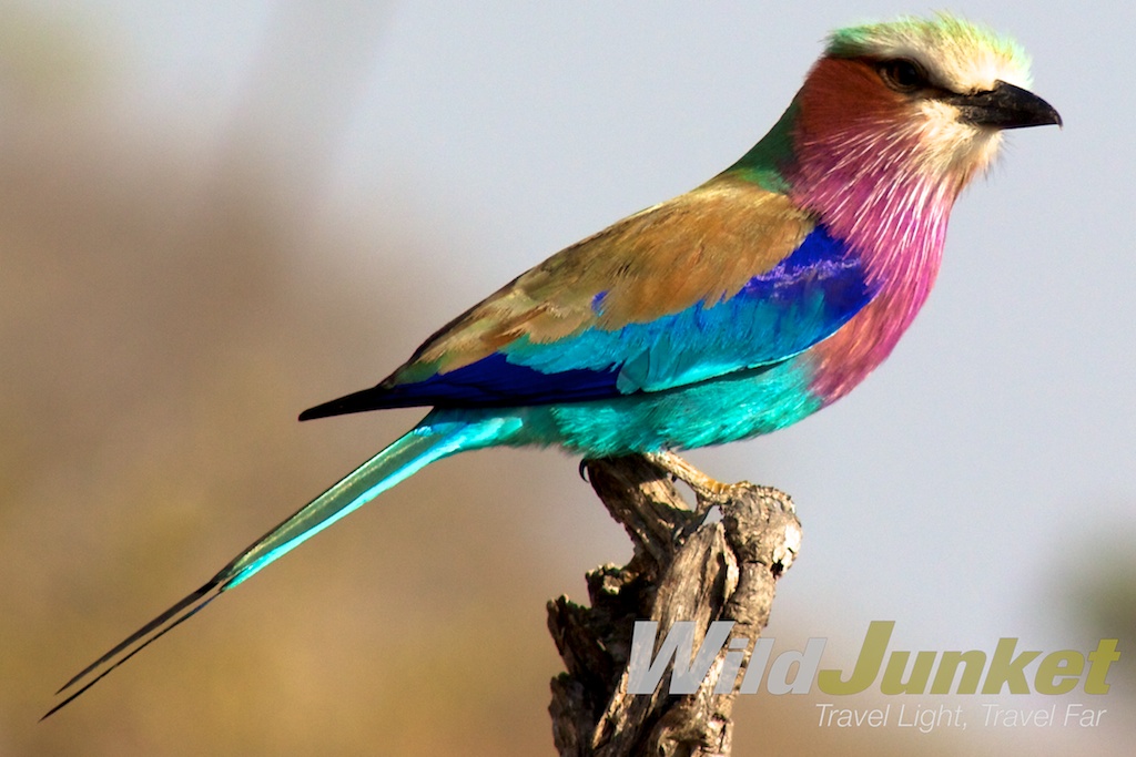 lilac breasted roller - game driving in south africa