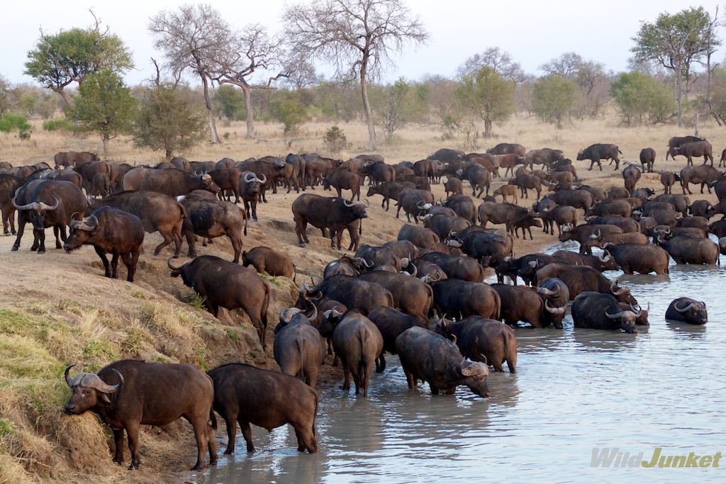 hunderds of buffalos in kruger national park