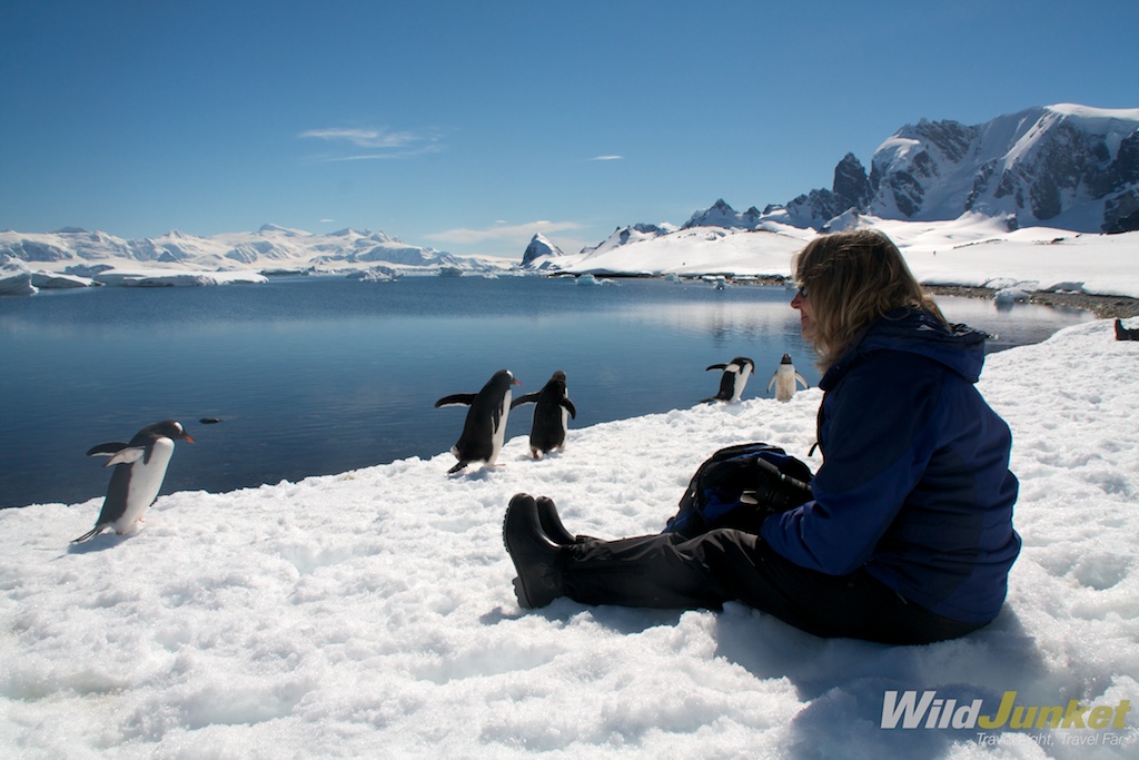 a day on an Antarctic expedition - Encounters with Antarctic Wildlife
