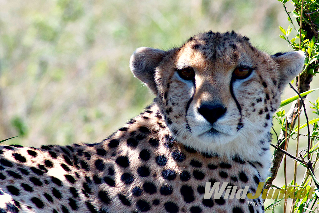 things to know about safari - Some wild animals wear GPS tracking collars