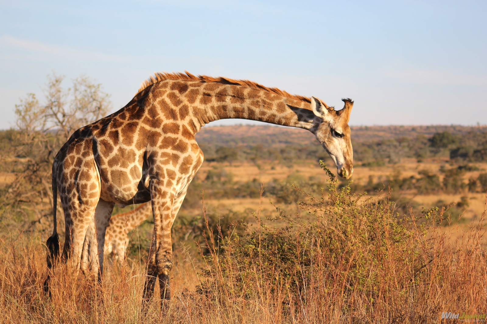 first african safari travel tips - cold on safari