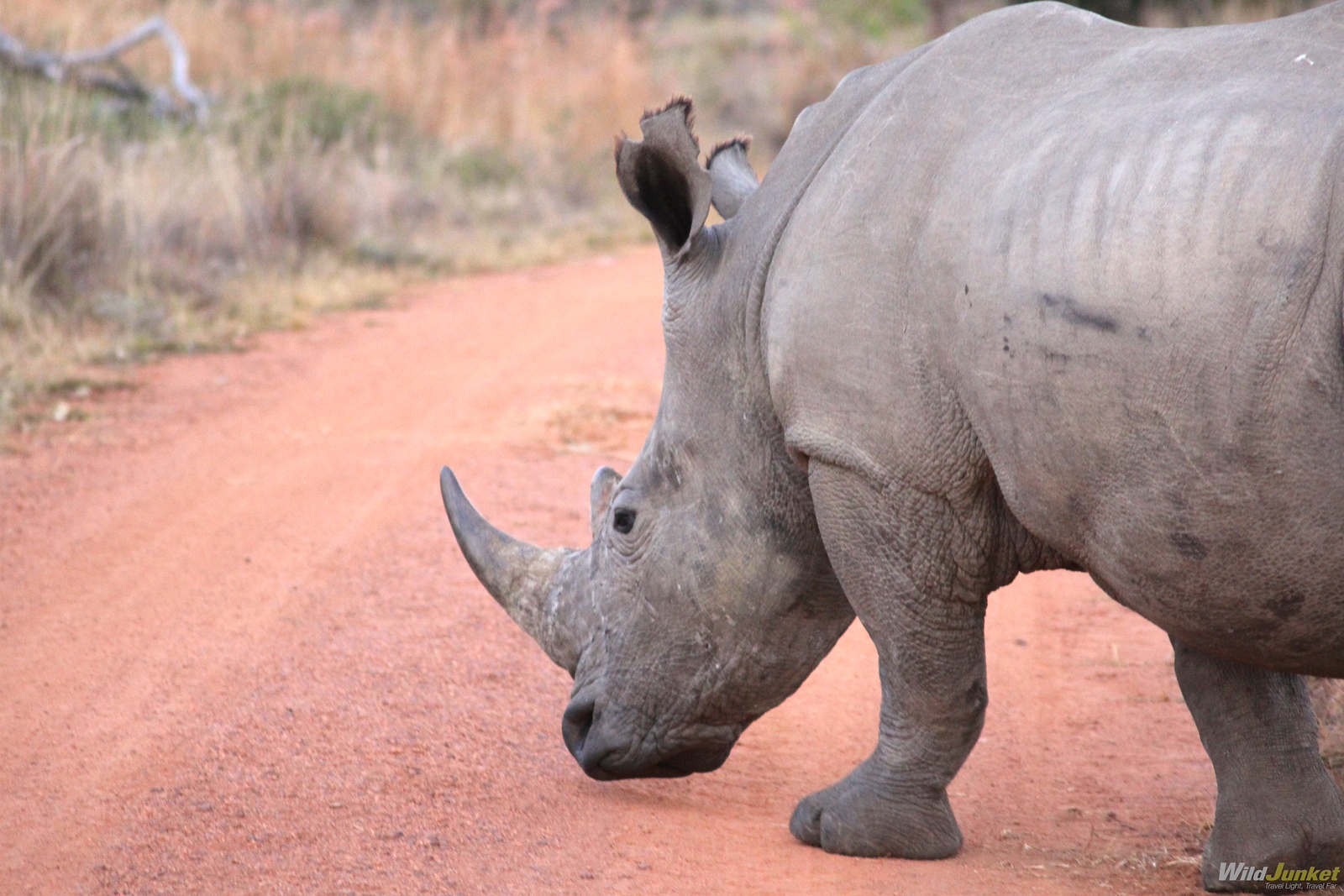 rhino in welgevonden - wildlife safari in south africa