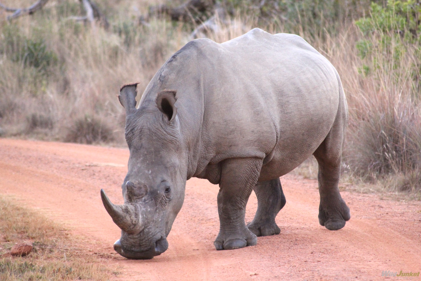 camping safari in south africa