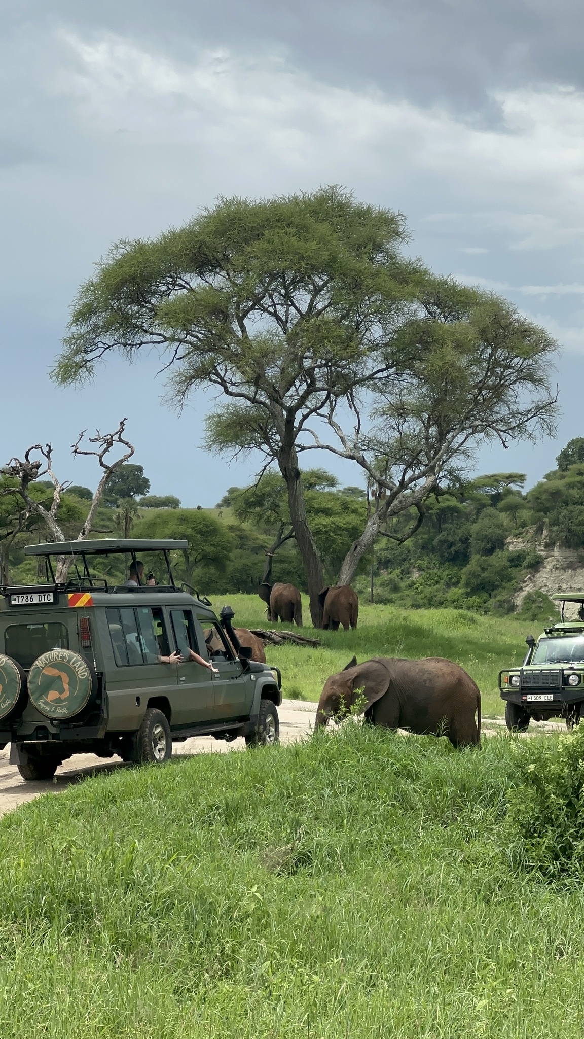 Things to Know Before Your First African Safari - Safari traffic jams
