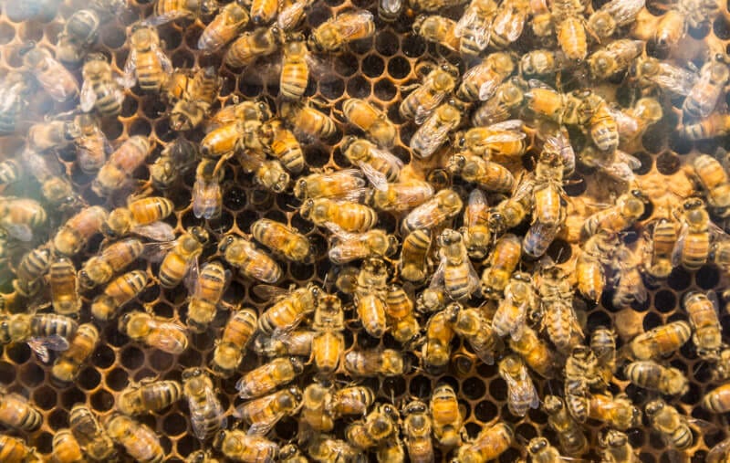 close up of bees