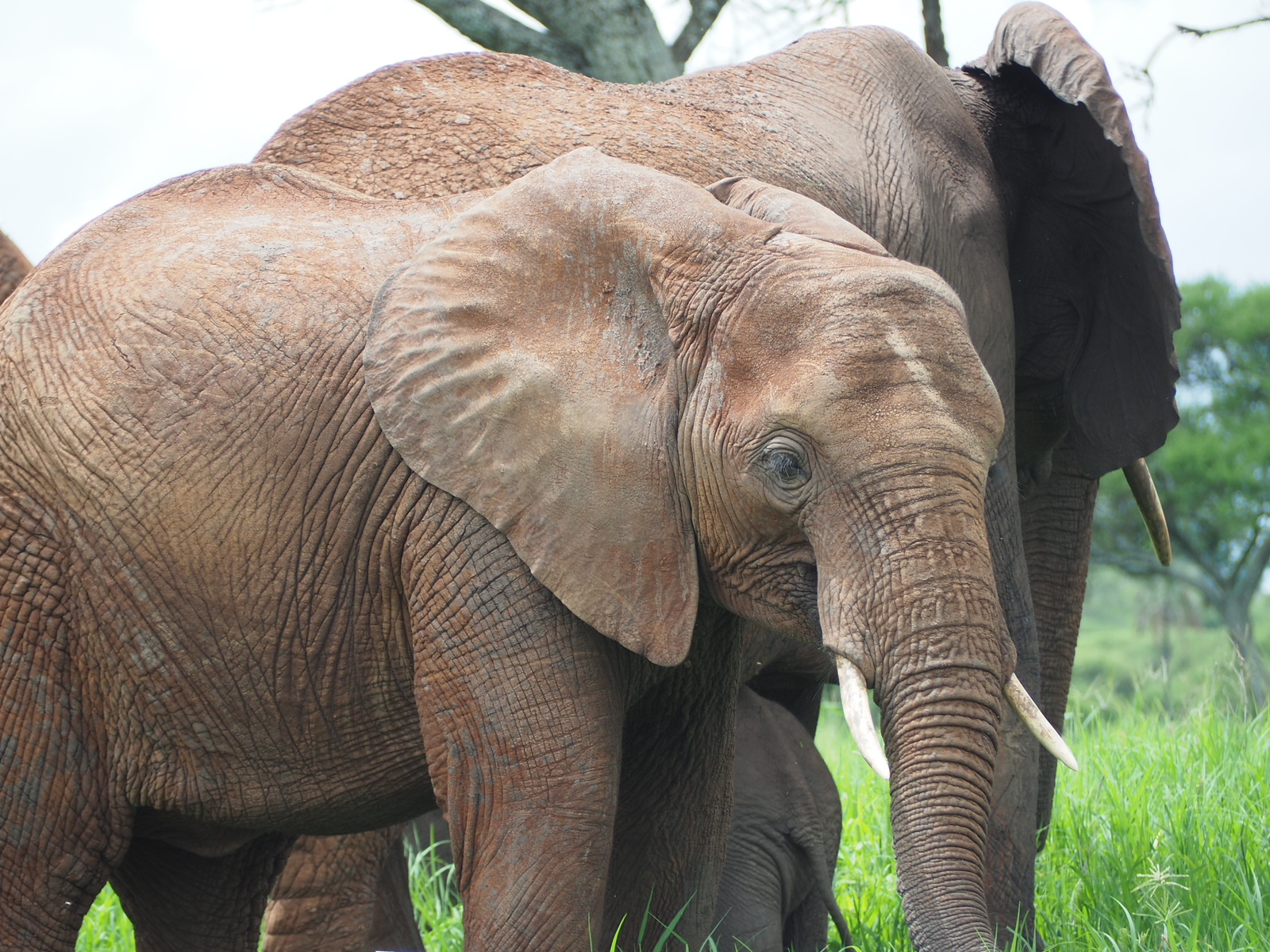 first african safari travel tips - Animals make strange noises
