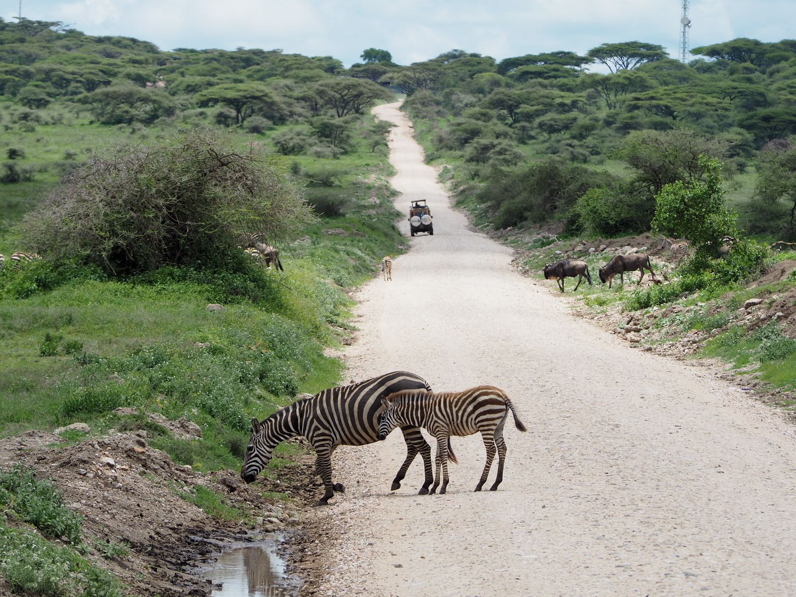 first african safari travel tips