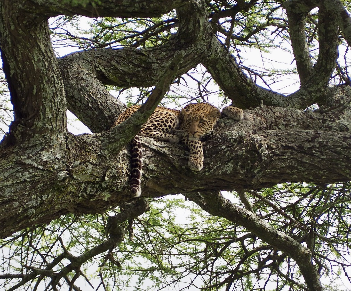 first african safari travel tips - dangerous predators