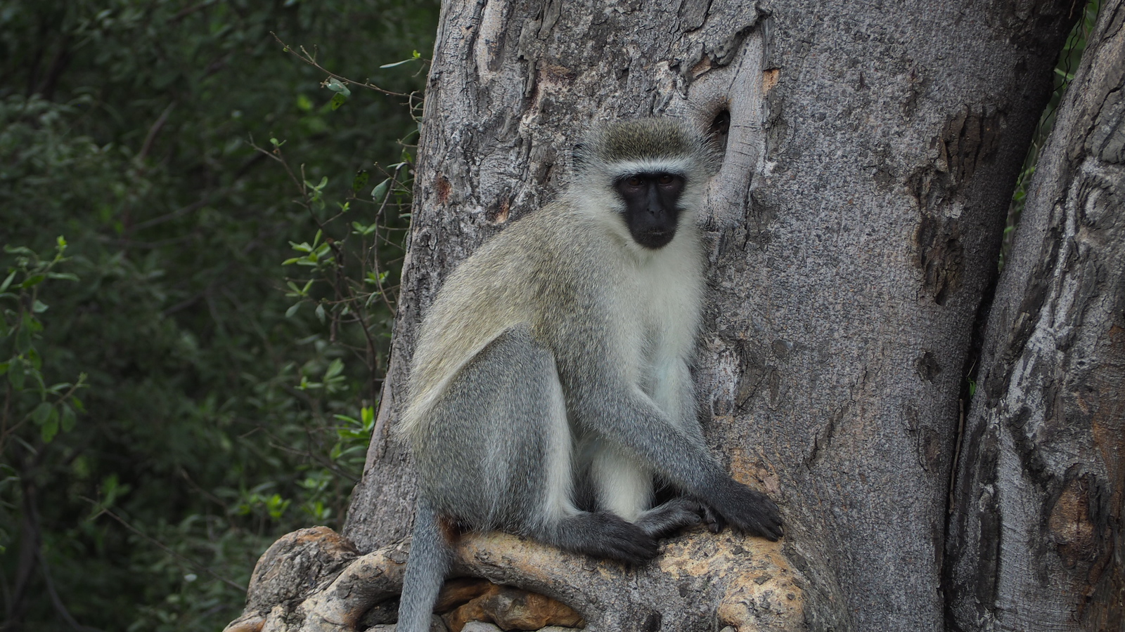 first african safari travel tips - You don’t need fancy safari clothes