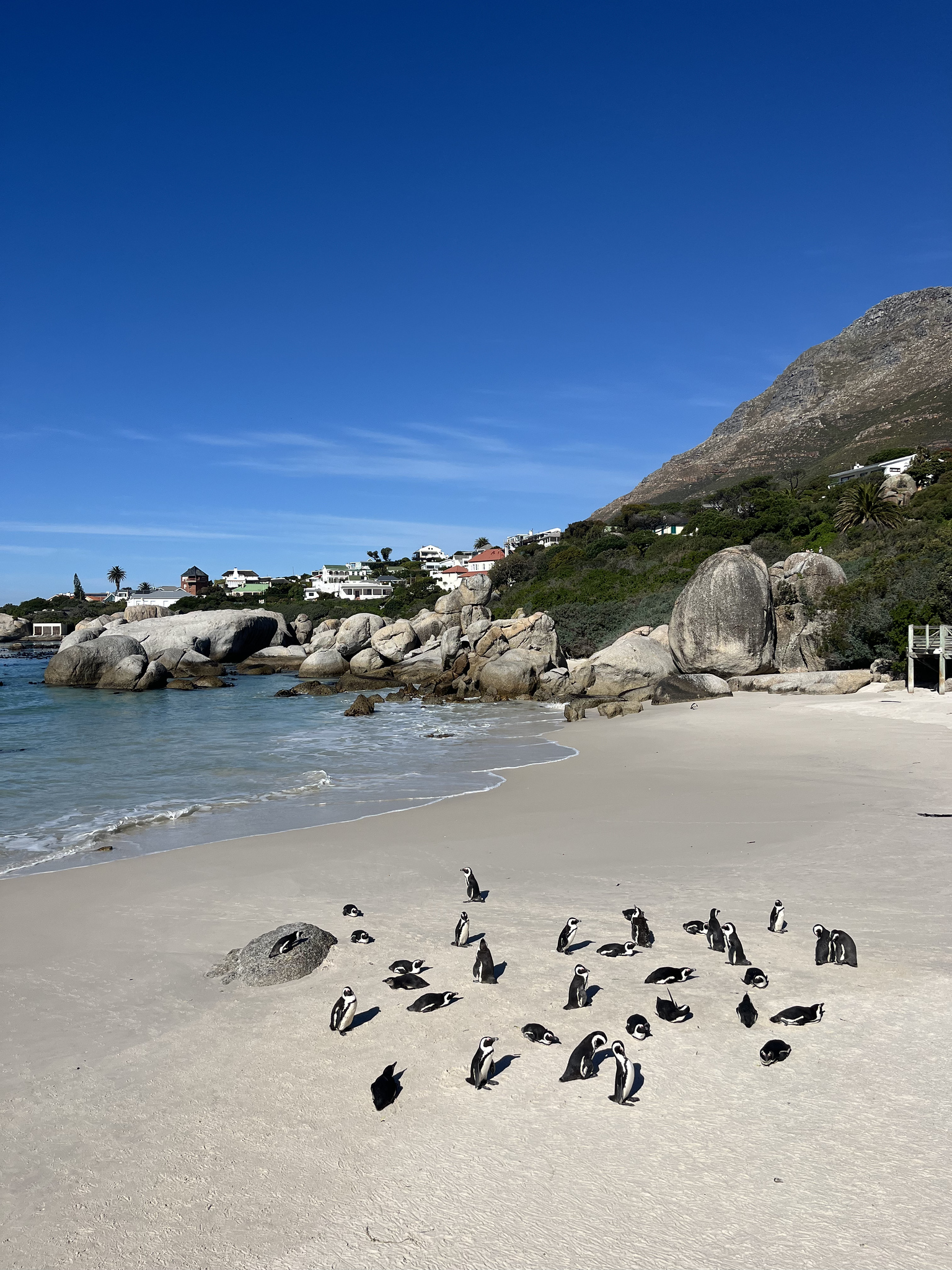 penguin on boulders beach