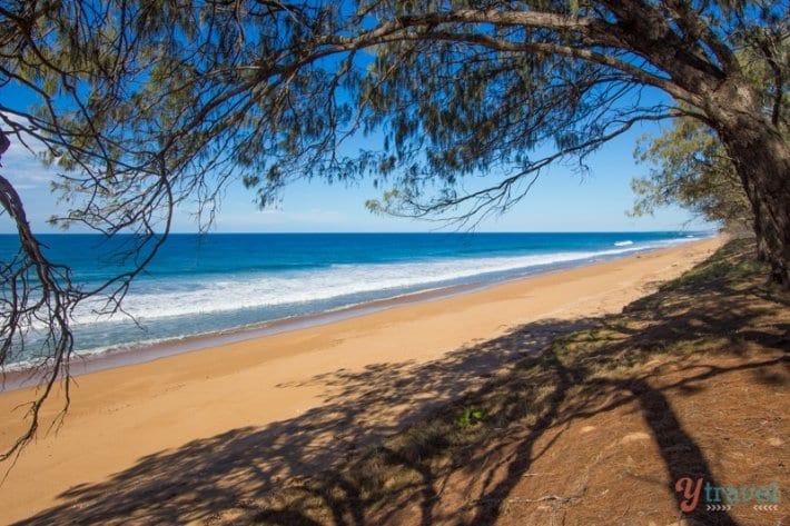 tree hanging over Broadwater Beach,