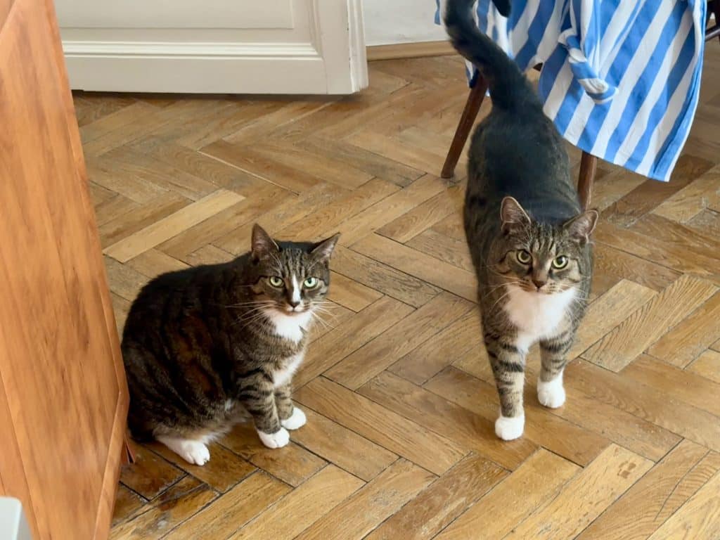 Two gray tabby cats standing side by side on a hardwood floor, looking curiously at the camera.