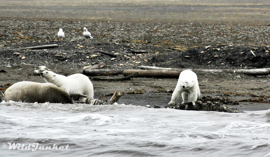 svalbard expedition cruise - Arctic Svalbard Cruise Route and Itinerary Alkhornet 