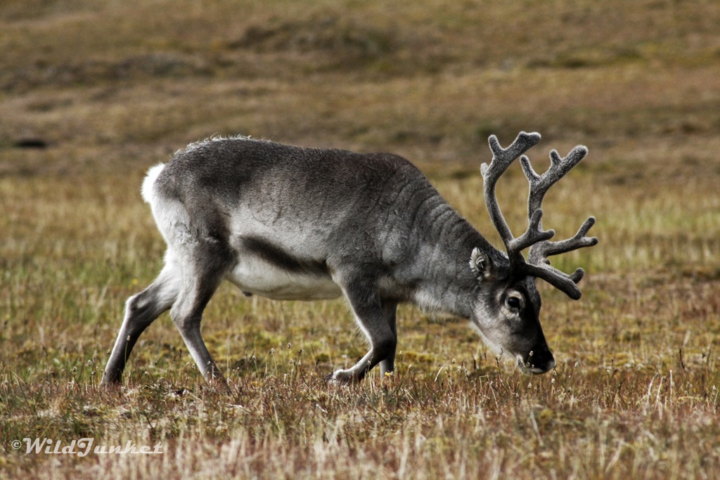svalbard cruise tours - Alkhornet 
