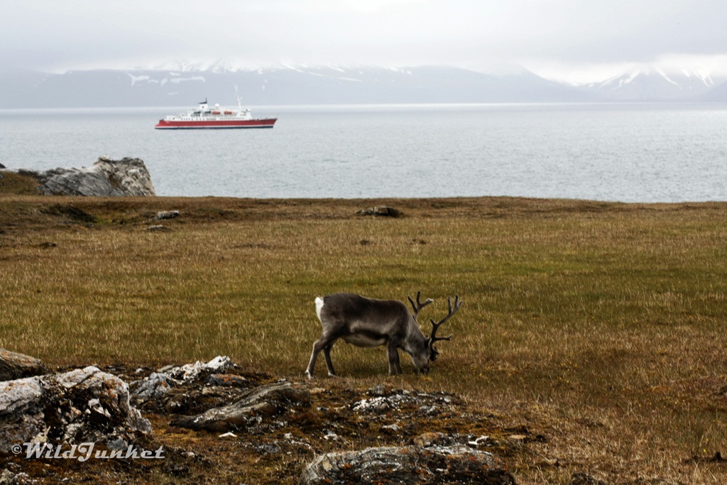 best time for svalbard cruise - Alkhornet 
