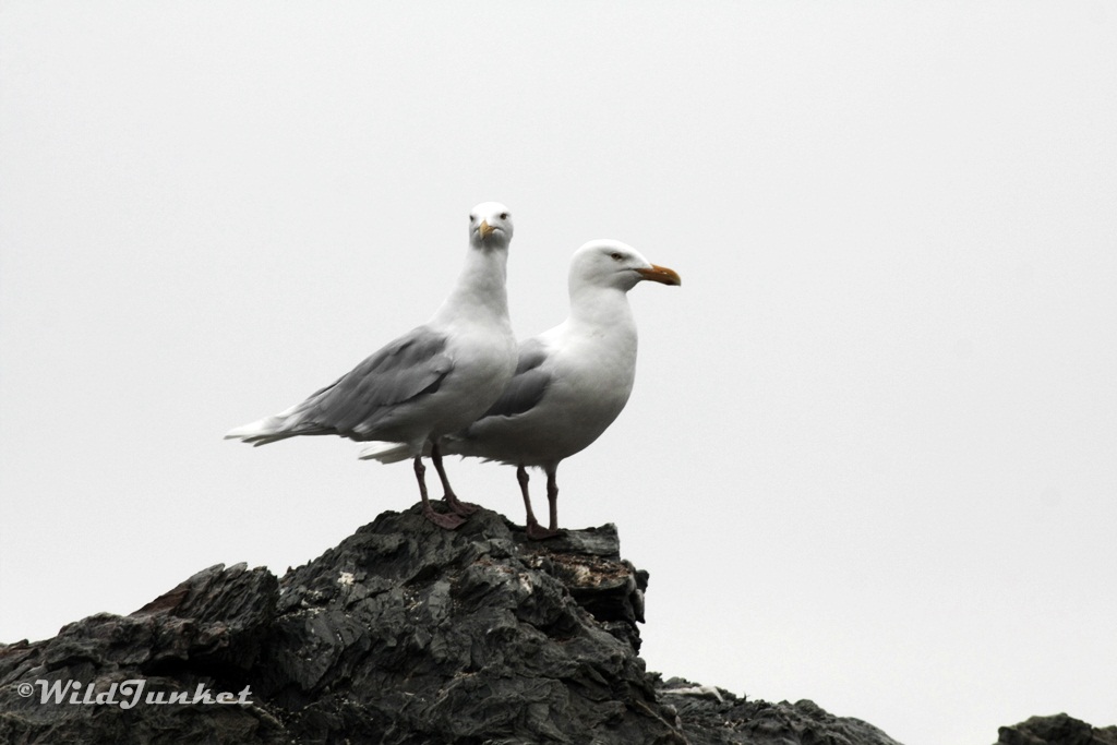 svalbard cruise tours Festningen 
