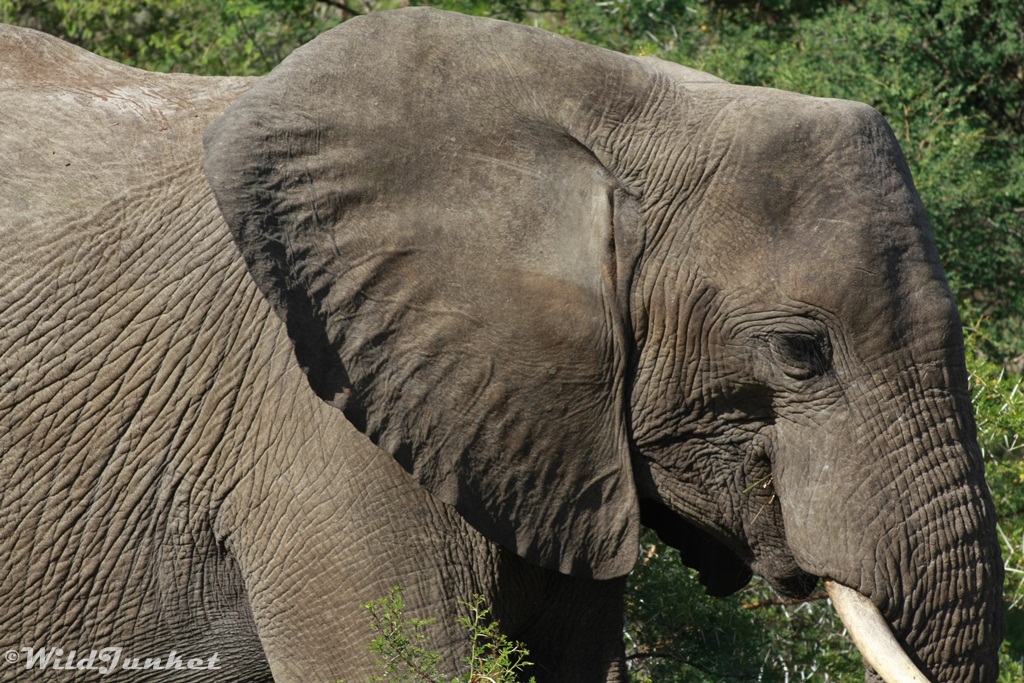 highlight of south africa trip - elephant in kruger