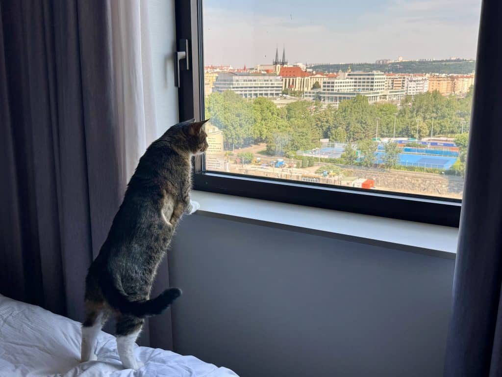 Murray the gray tabby cat standing at a windowsill of a hotel in Prague and overlooking the view.