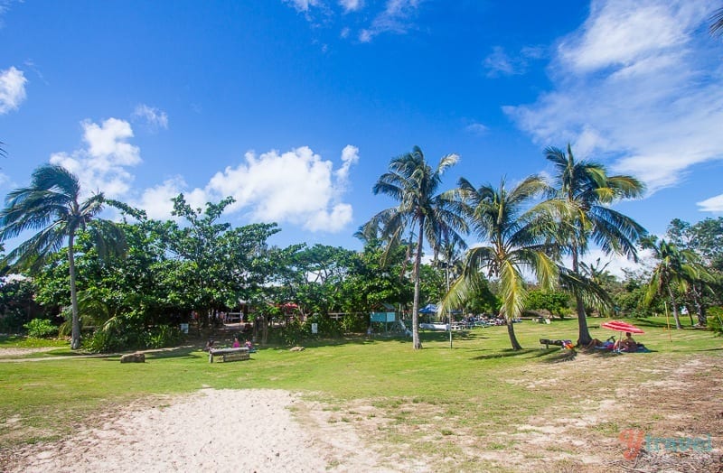 palm trees in a backyard