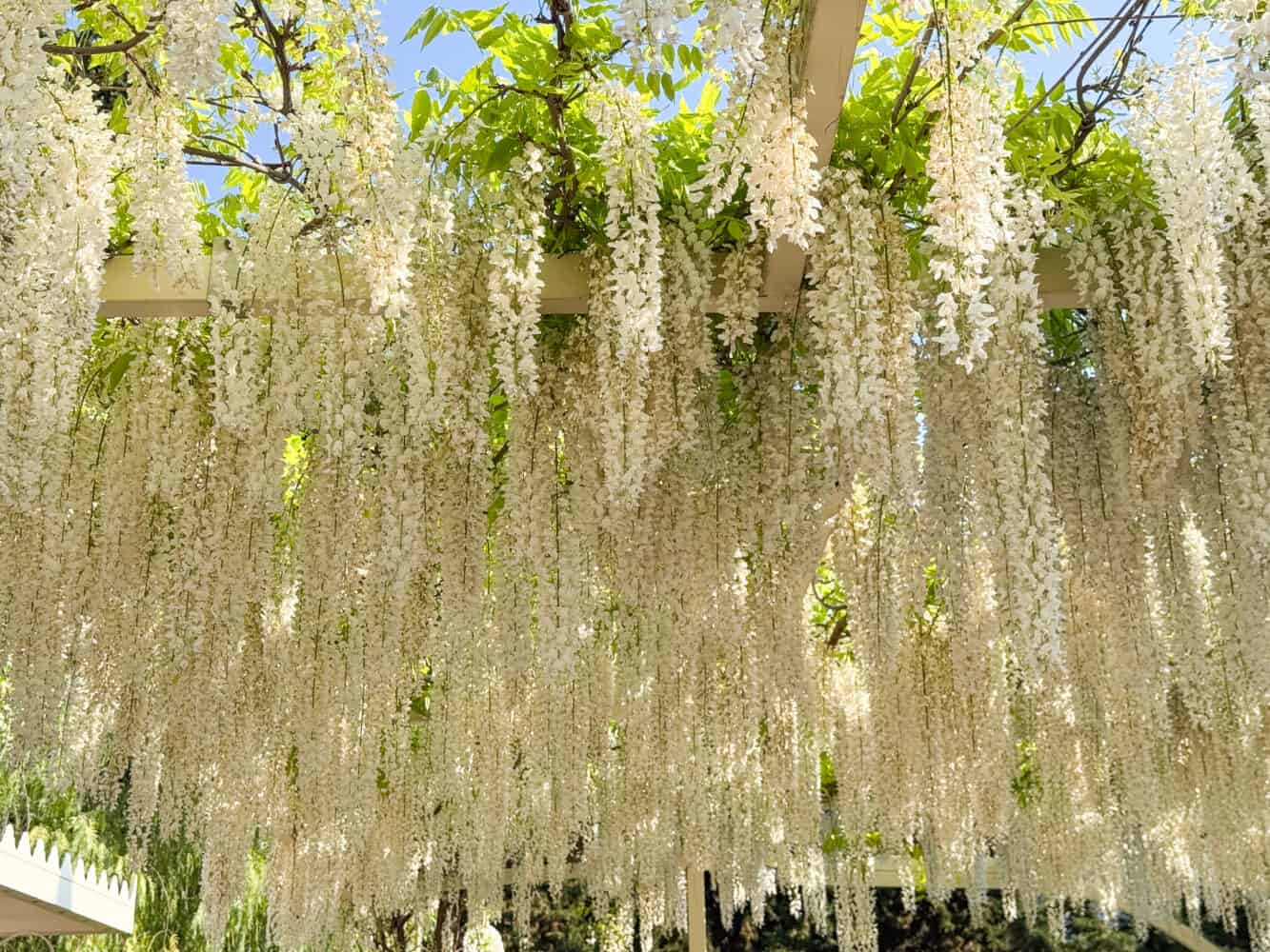 White wisteria in the gardens of Villa della Pergola in Alassio, Italy