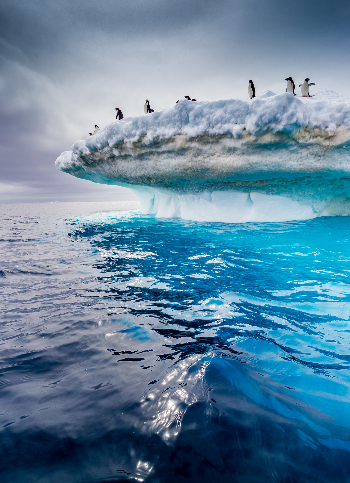 a day on an Antarctic expedition - Encounters with Antarctic Wildlife