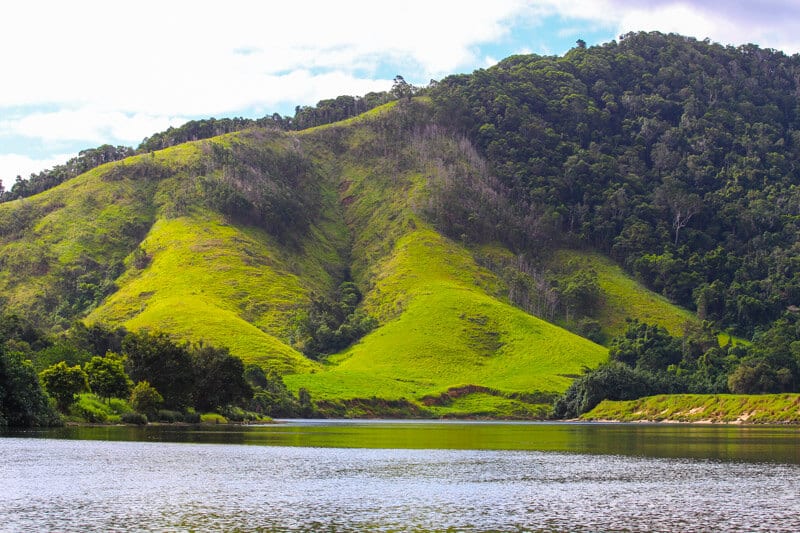 lush green forest on side of Daintree River,