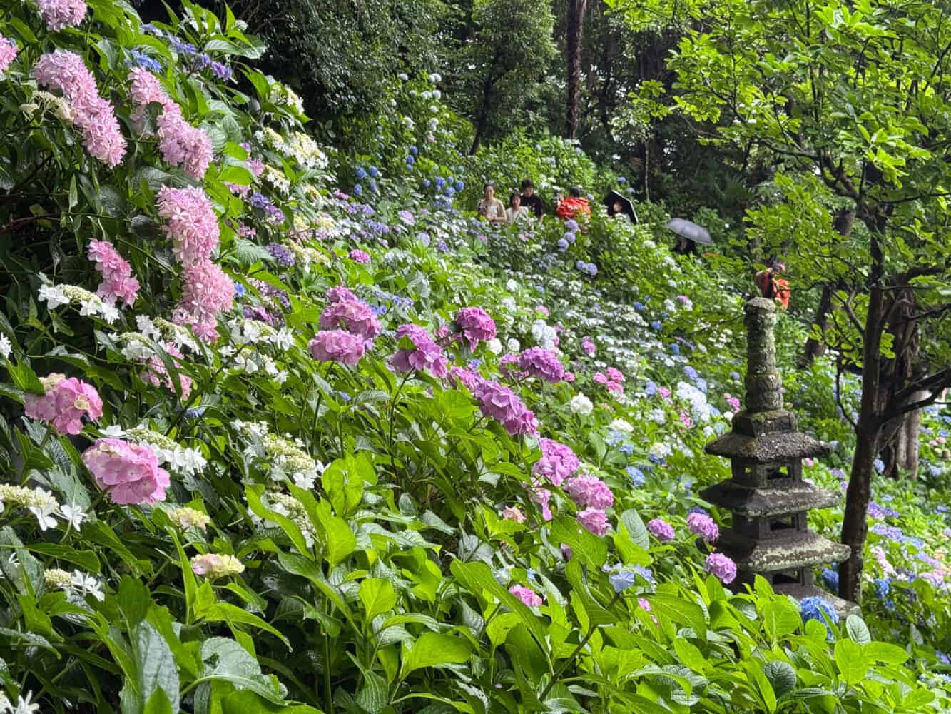 Hydrangea path at Hase-dera temple in Kamakura, Japan.