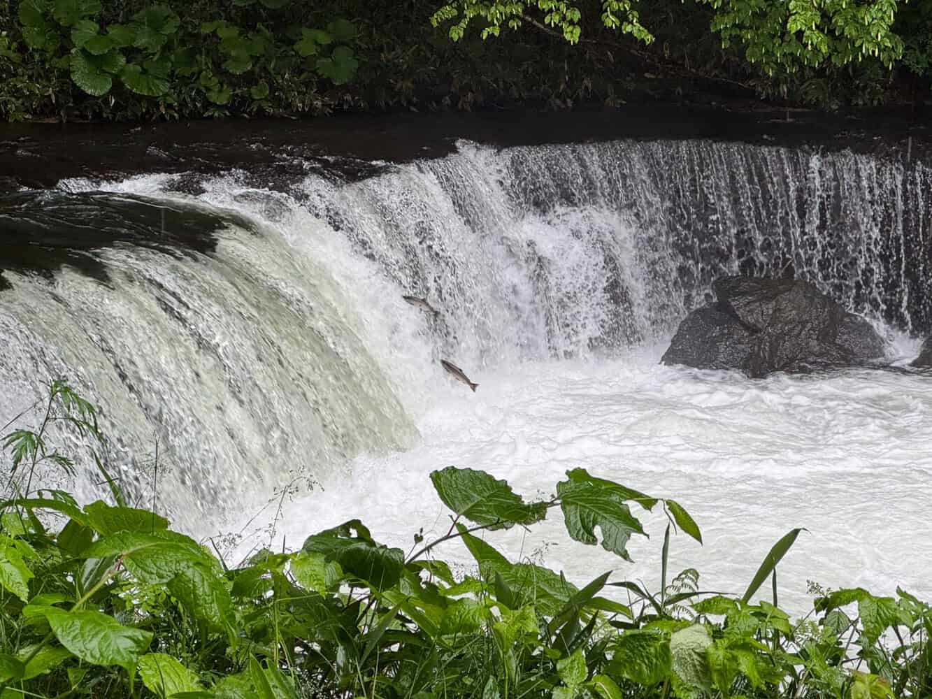 Cherry salmon jumping up Sakura Falls in June in Hokkaido.
