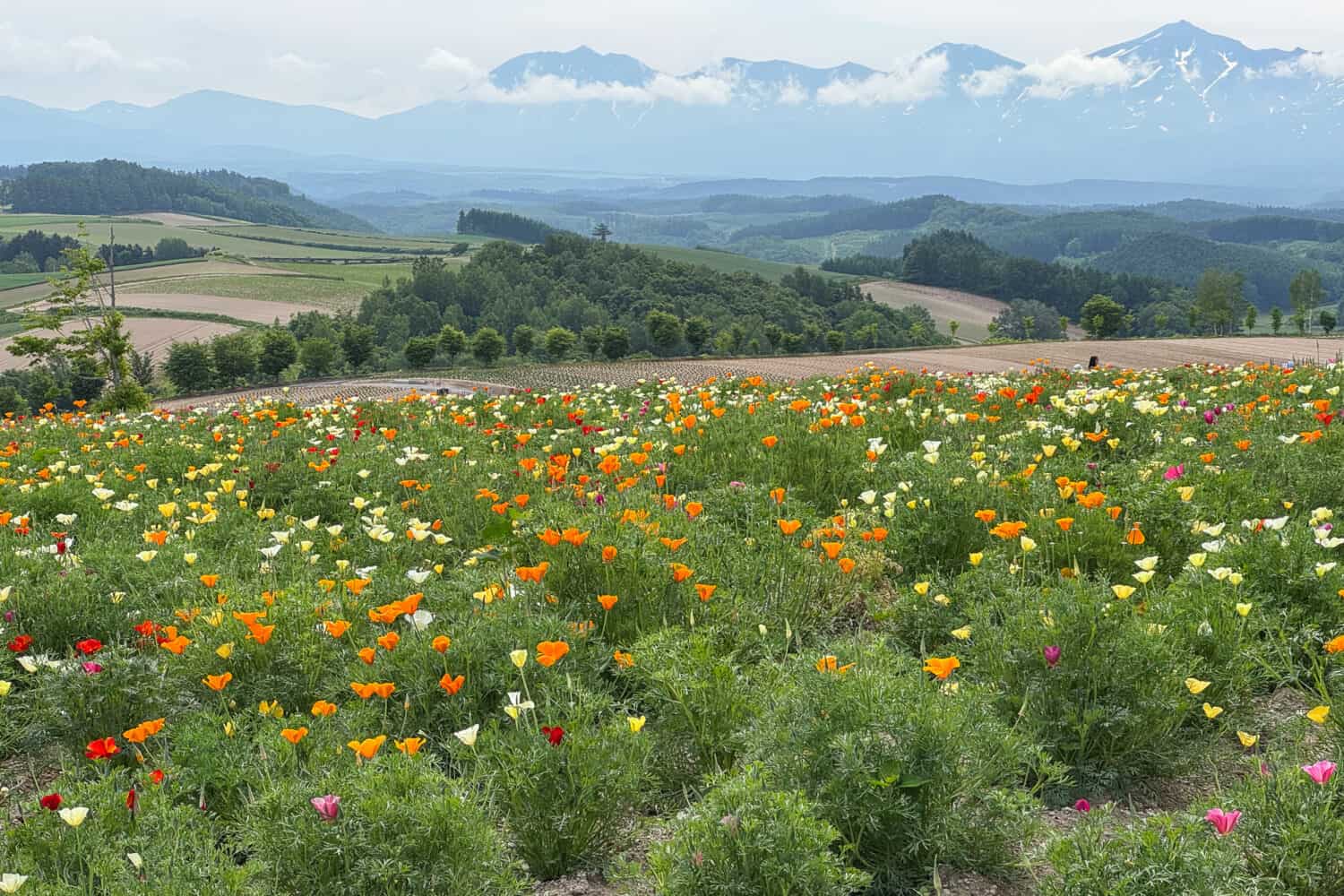 Poppies in Panoramic Flower Gardens Shikisai-no-oka in Biei, Hokkaido.