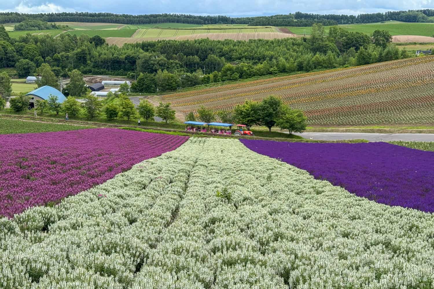 Colourful flowers at Panoramic Flower Gardens Shikisai-no-oka in Hokkaido in June.