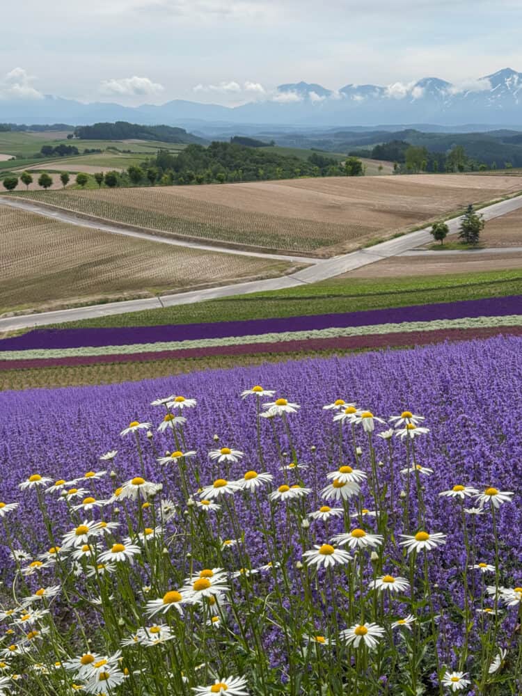 Panoramic Flower Gardens Shikisai-no-oka in Biei, Hokkaido.