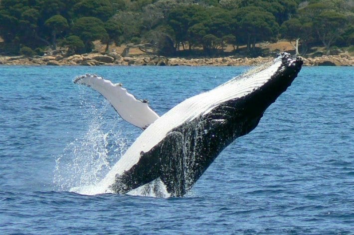 humpback whale breaching