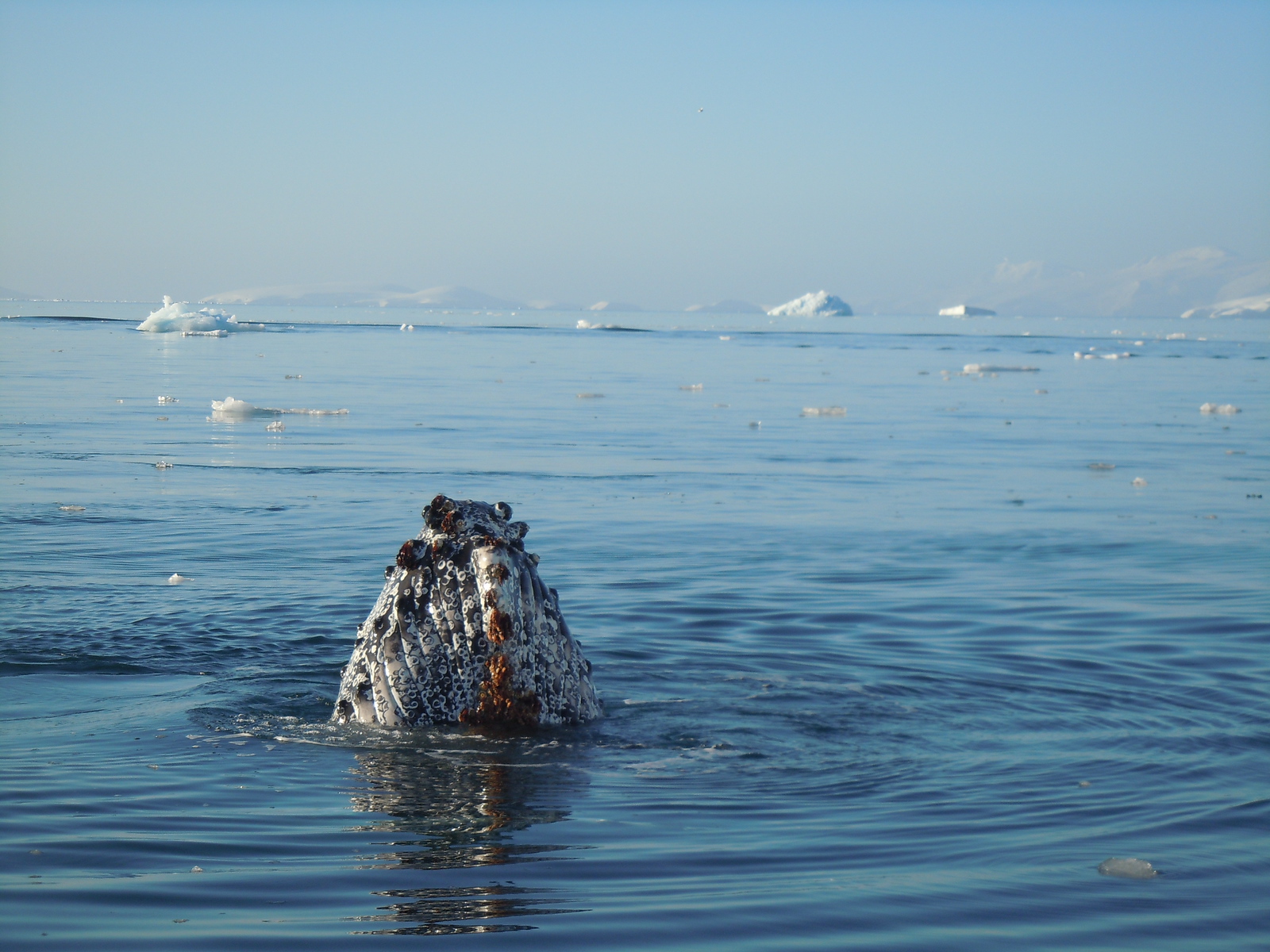 svalbard cruise whale watching Magdalenefjorden 
