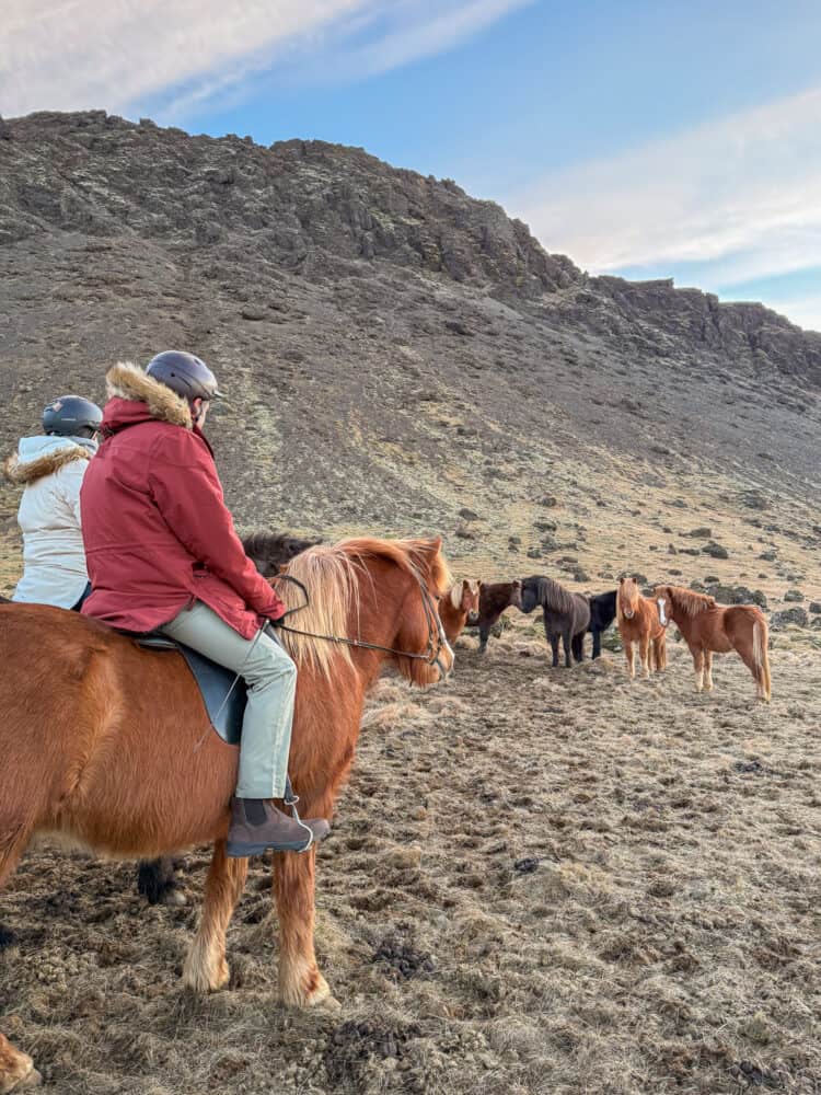 Horse riding on the Golden Circle in Iceland.
