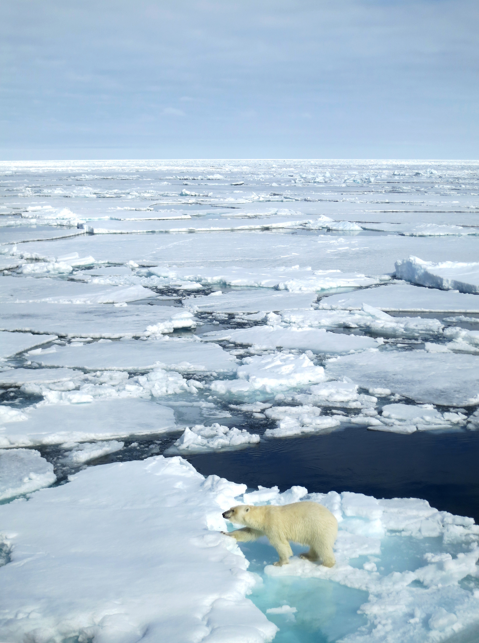 svalbard cruise polar bears - Arctic Svalbard Cruise Route and Itinerary