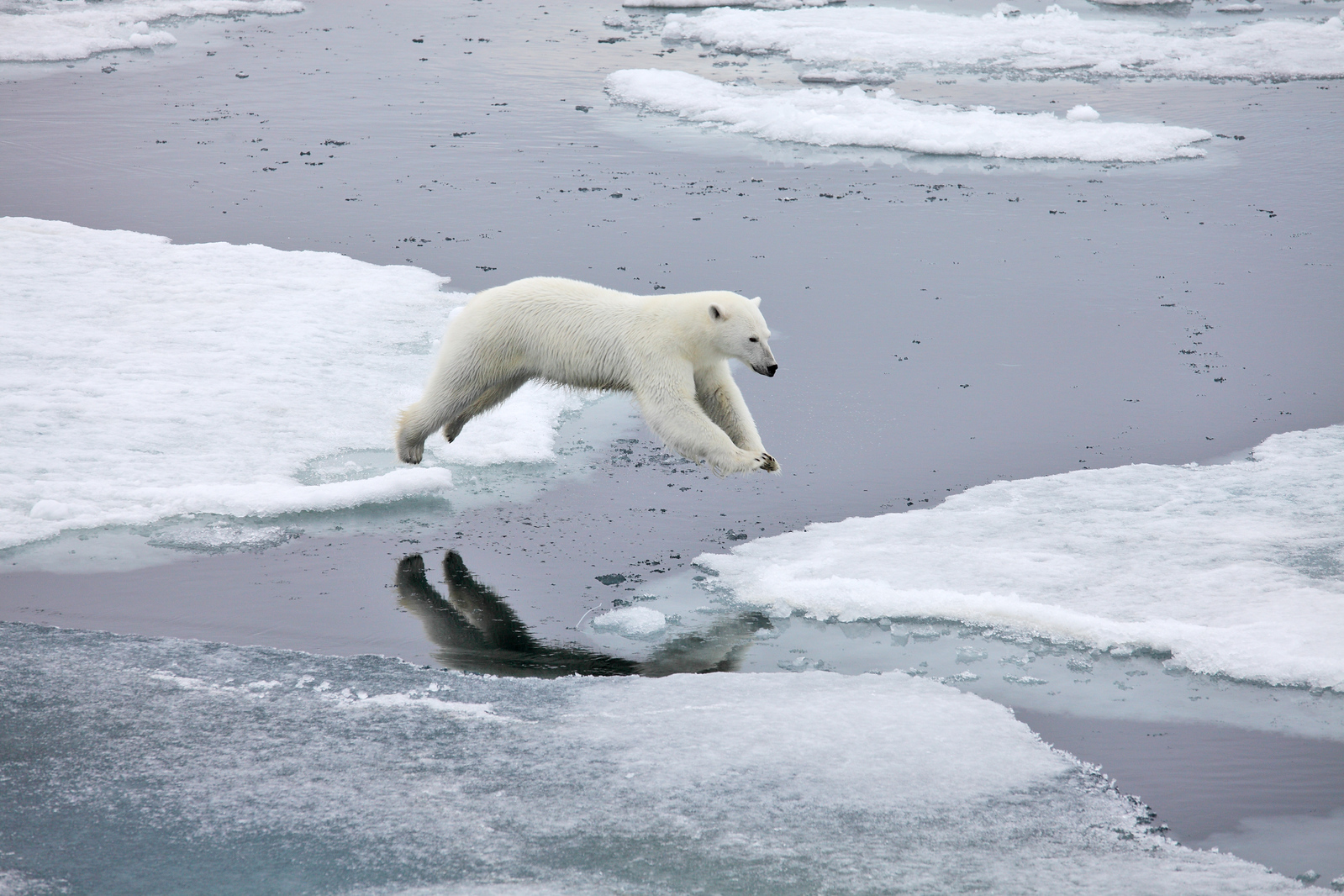 svalbard cruise polar bears - Magdalenefjorden 