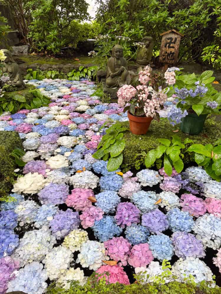 Hydrangeas in the pond at Hase-dera in Kamakura, Japan.