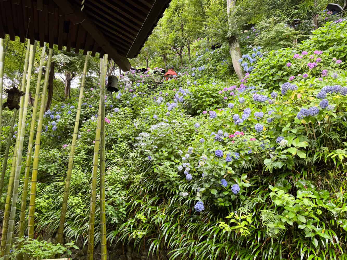 Hydrangeas at Hase-dera temple in Kamakura, Japan.