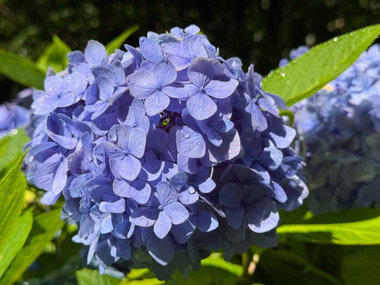 Hime Ajisai (Princess Hydrangea) at Meigetsu-in temple in Kamakura, Japan.