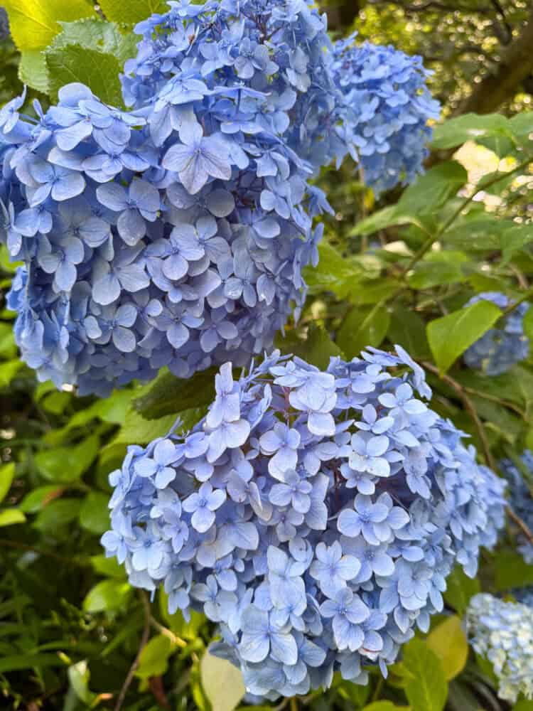 Hydrangeas at Meigetsu-in temple in Kamakura, Japan.