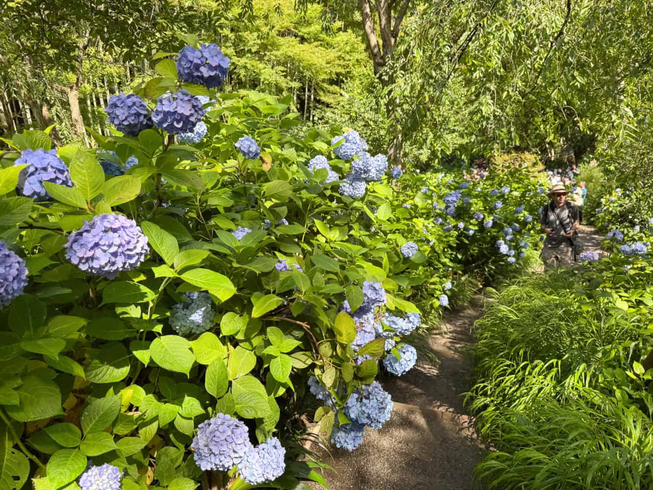 Hydrangeas at Meigetsu-in in Kamakura, Japan