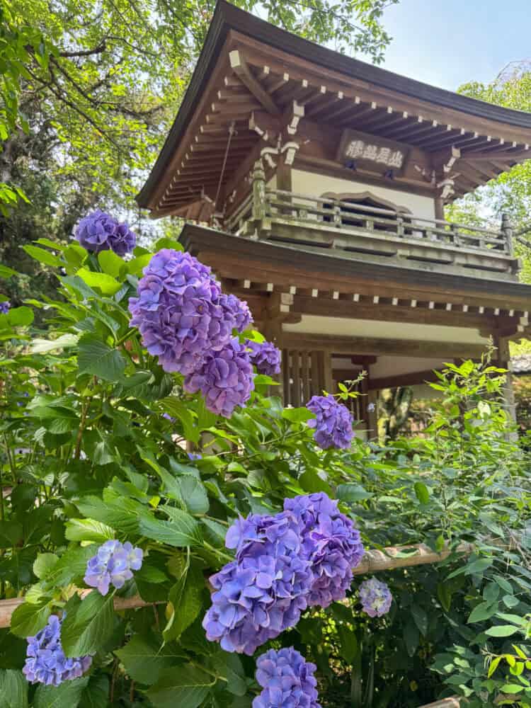 Traditional Japanese temple surrounded by vibrant purple hydrangeas in Kamakura.