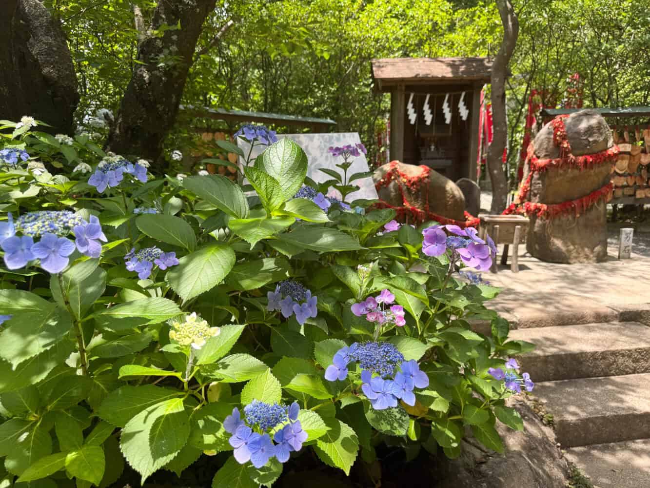Kuzuharaoka Jinja shrine with hydrangeas in Kamakura, Japan