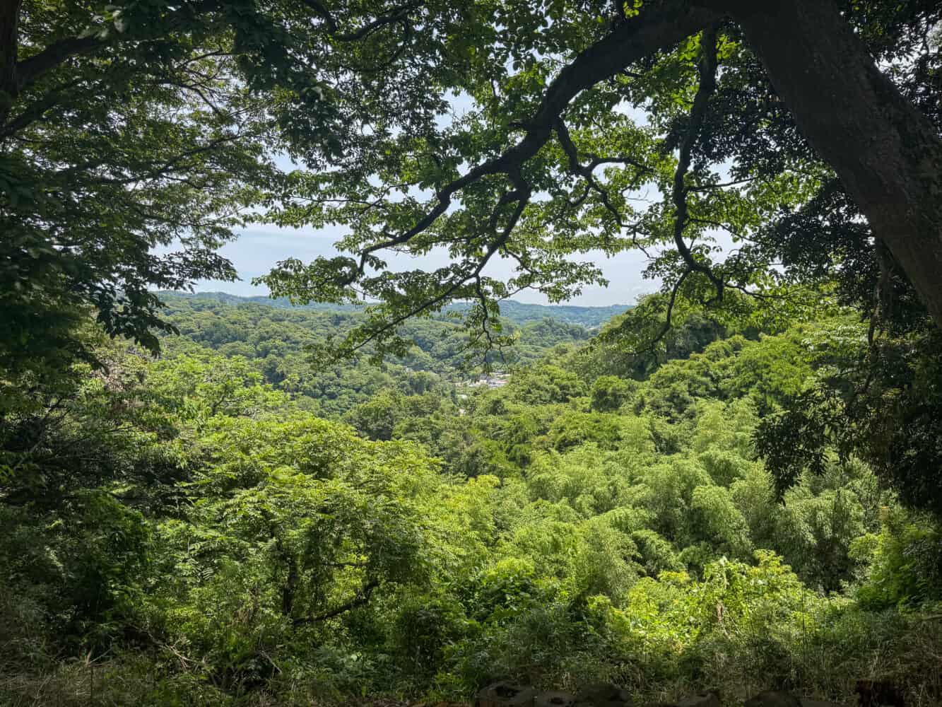 Forest view on Daibutsu Hiking Trail in Kamakura, Japan.