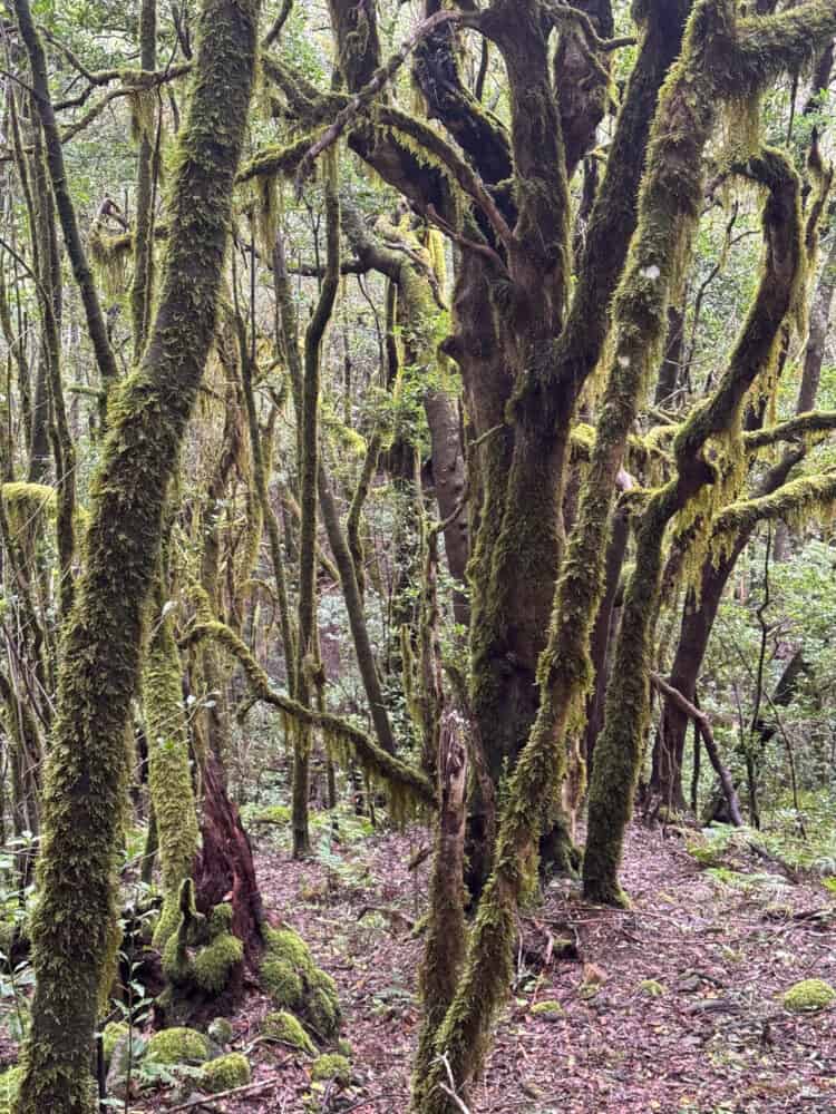 Mossy forest near Las Creces in Parque Nacional de Garajonay, an easy walk on La Gomera.